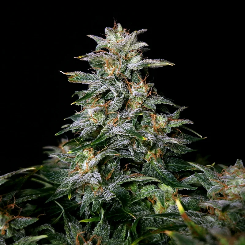 Lowryder van Doctor's Choice