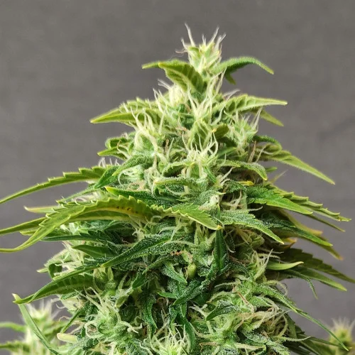 Chronic Ryder BX van Doctor's Choice