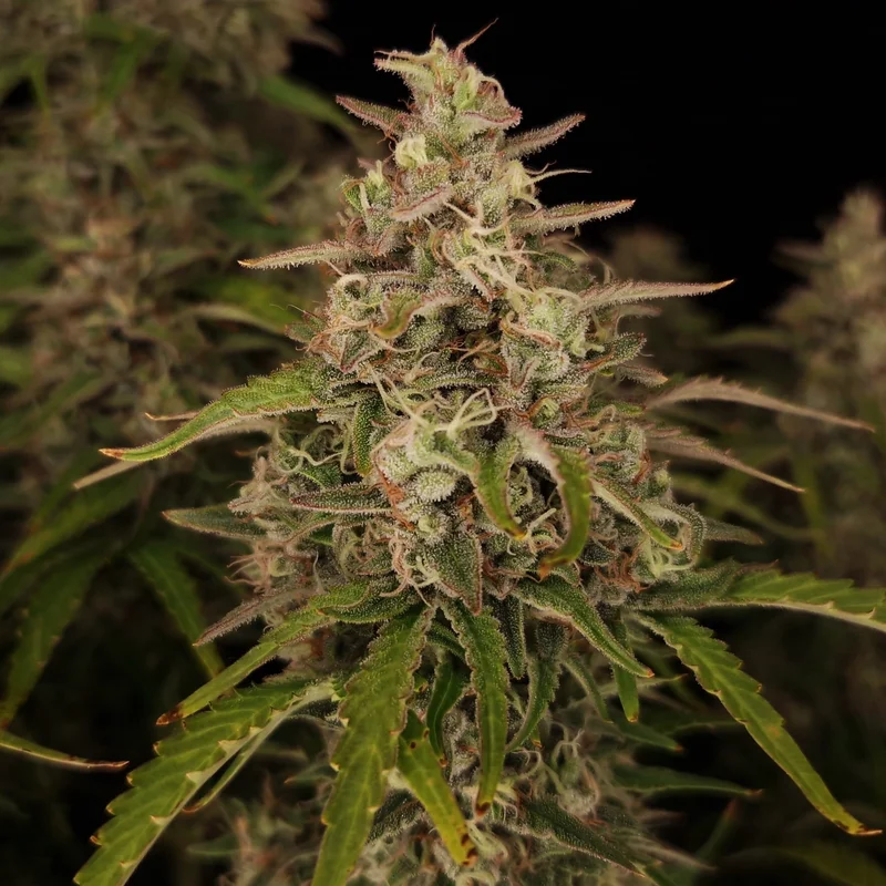 Chronic Ryder BX van Doctor's Choice