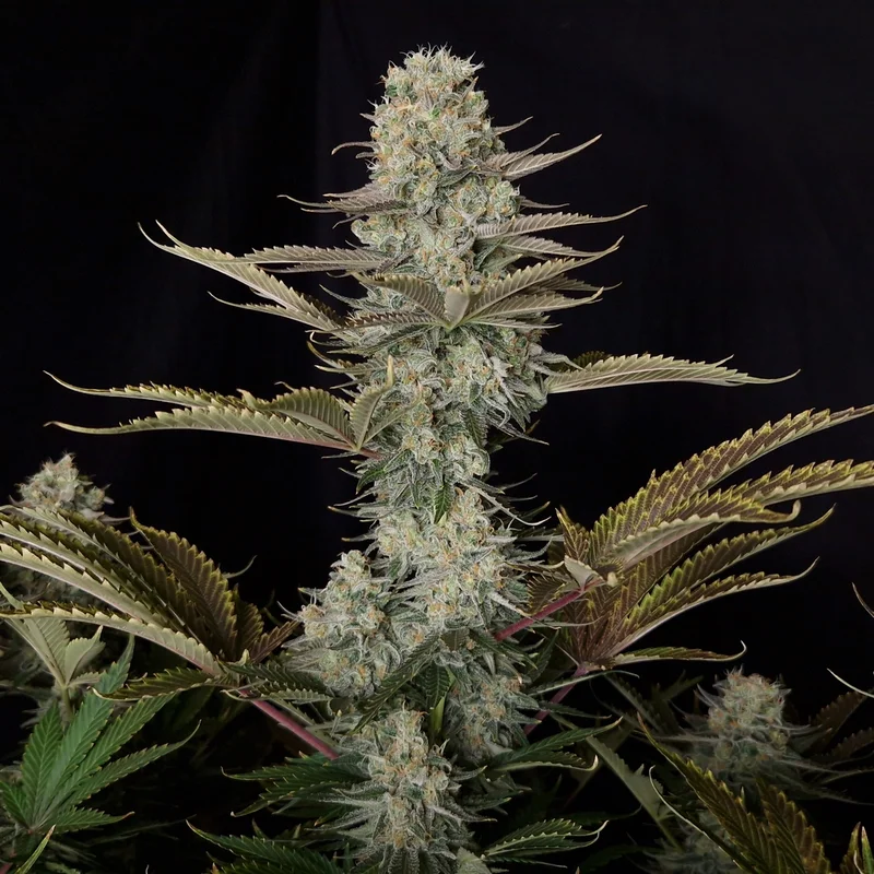 DC Kush van Doctor's Choice