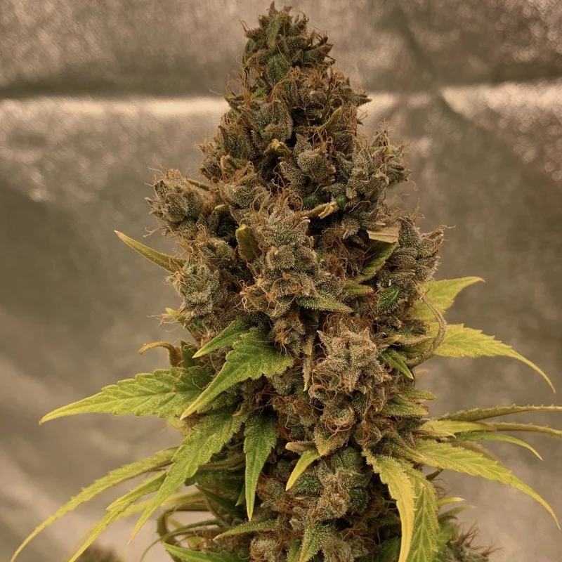 Diesel Fast F1 BX van Doctor's Choice
