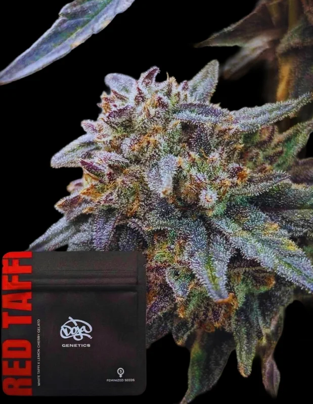 Red Taffi van Doja Seeds