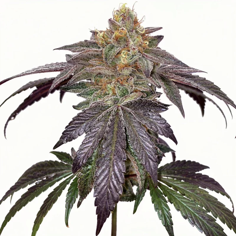 Cherry Limeade van Doja Seeds