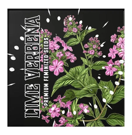 Lime Verbena van Doja Seeds