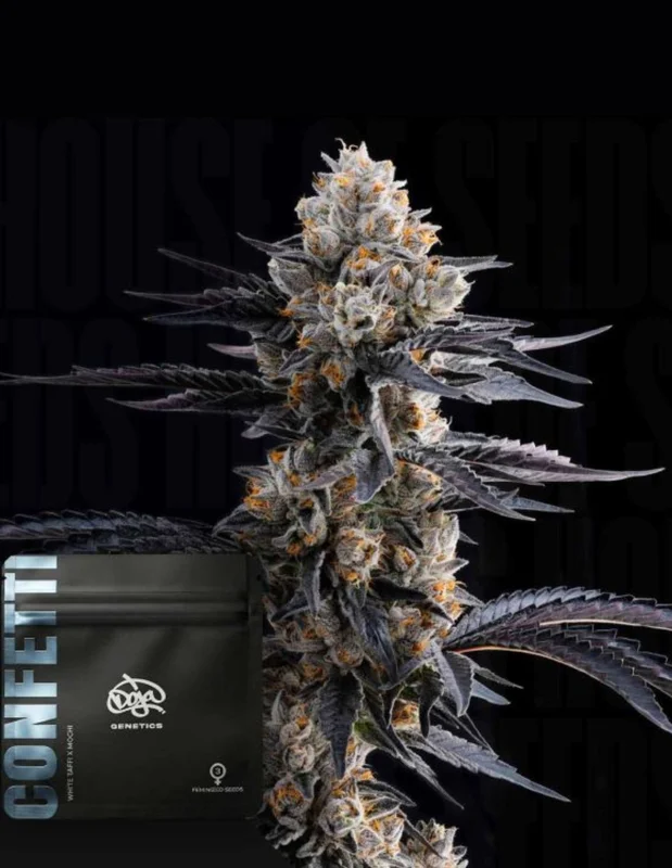 Confetti van Doja Seeds