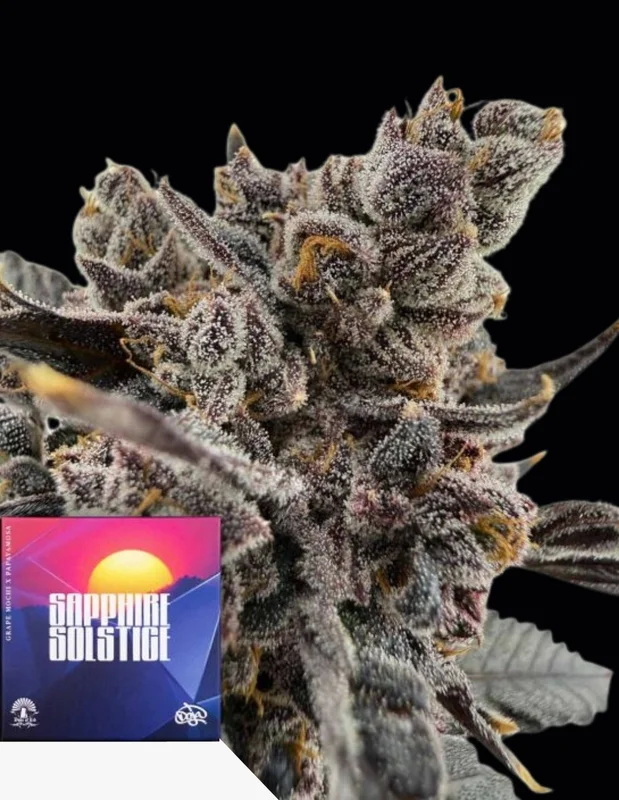 Sapphire Solstice van Doja Seeds