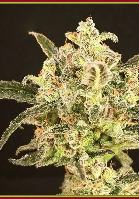Dolly Kush van Dr. Krippling