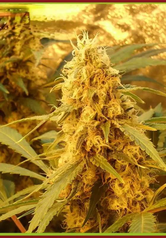 Jack Mist Tree van Dr. Krippling