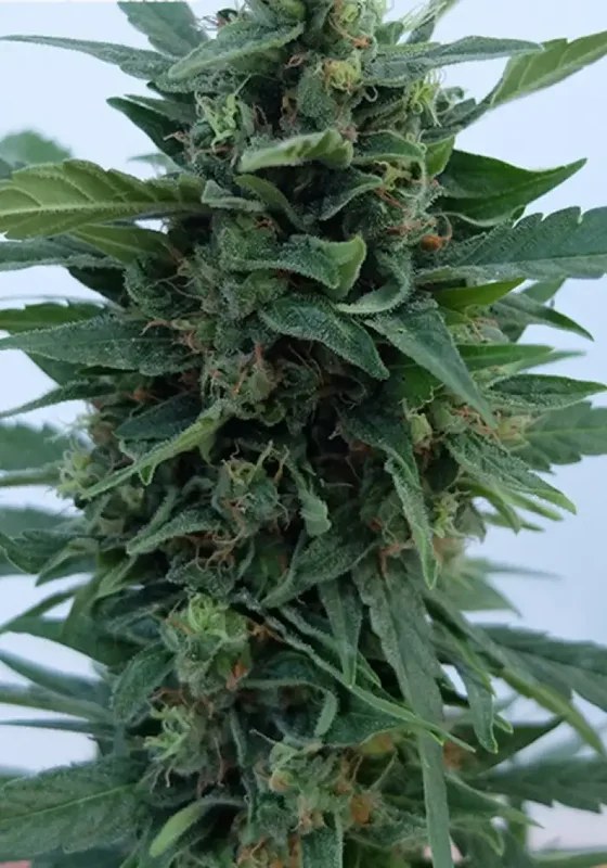 OG Kush van Dr. Krippling