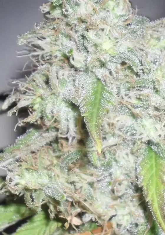 Kali's White Shadow van Dr. Krippling