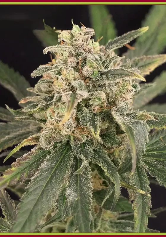 Sour Tang Kripple van Dr. Krippling