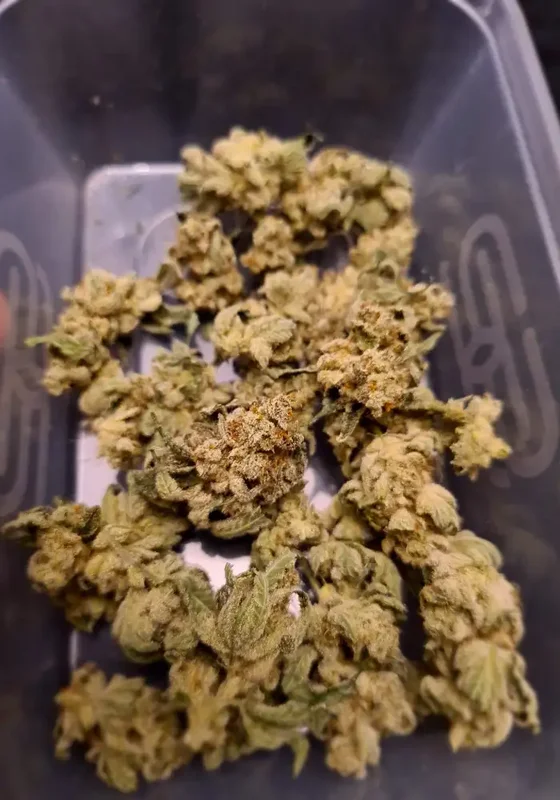 Sherbert Gorilla van Dr. Krippling