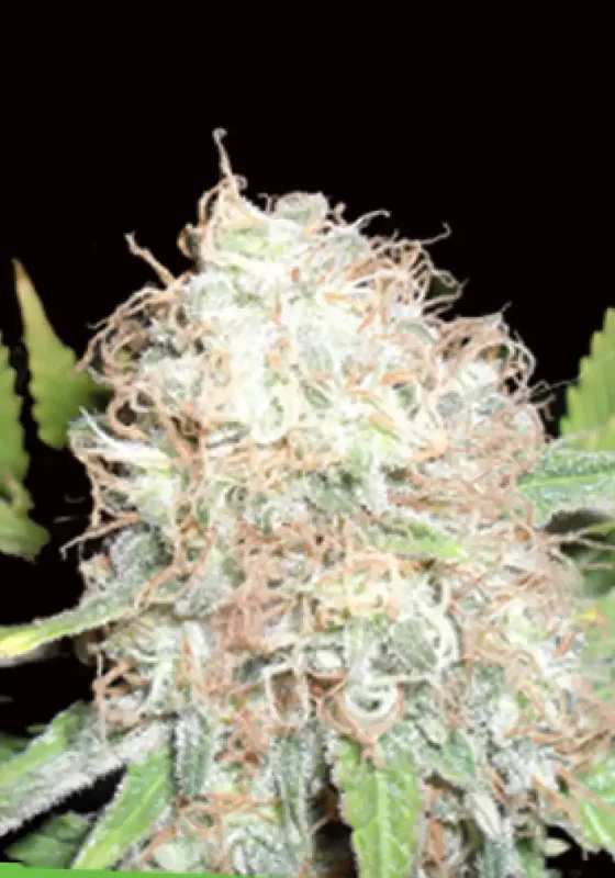 Bud Bud Bling Tingz van Dr. Krippling