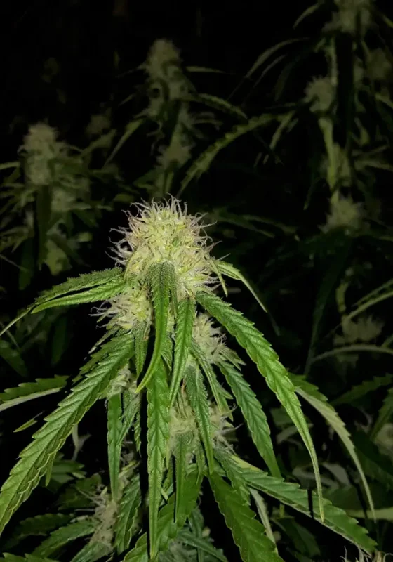 Mango Bubble Cloud van Dr. Krippling