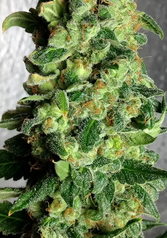 Super Skunk van Dr. Krippling