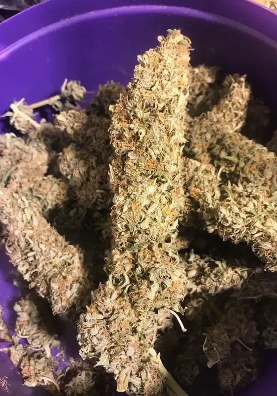 Bulk Smash van Dr. Krippling