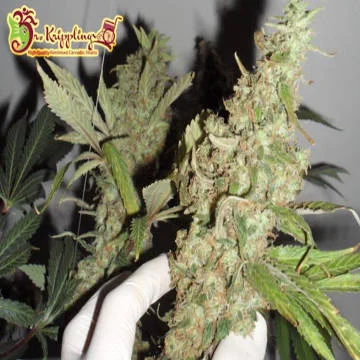 Afghan Cow van Dr. Krippling