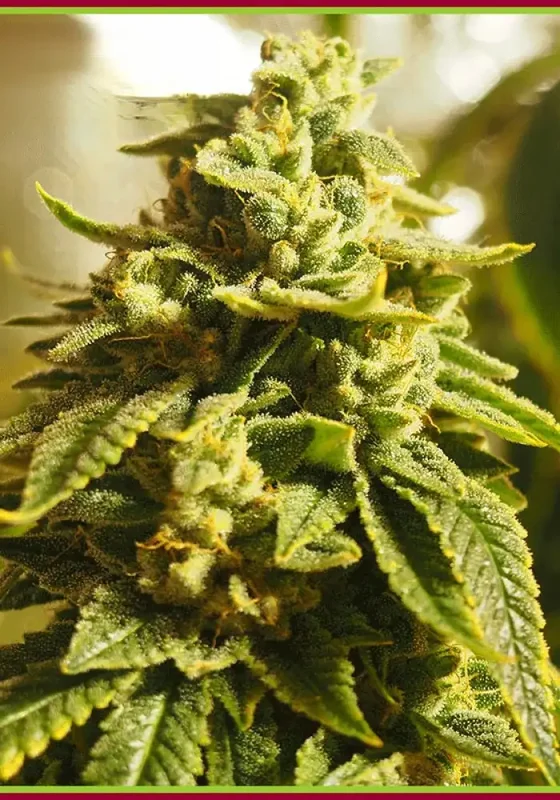Glue Kripple van Dr. Krippling