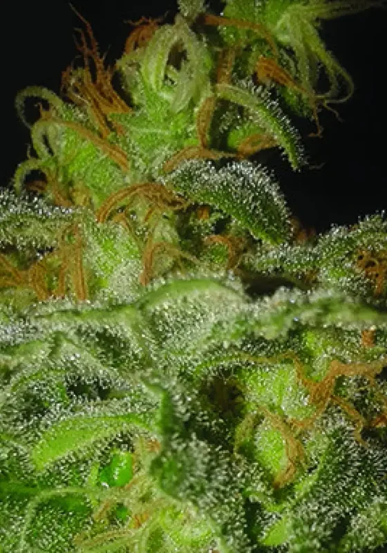 Incredible Bulk van Dr. Krippling