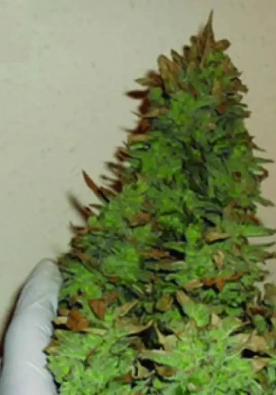 Smokin' Gun van Dr. Krippling
