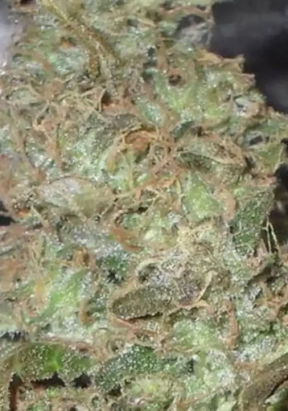 Melon Kali van Dr. Krippling