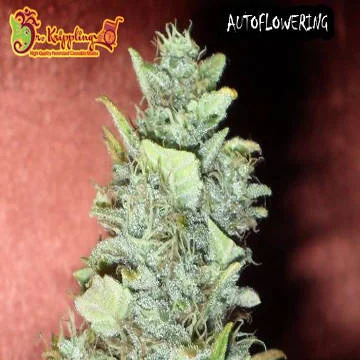 Bubba Gum van Dr. Krippling
