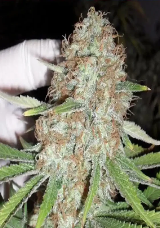 Blue Kripple van Dr. Krippling
