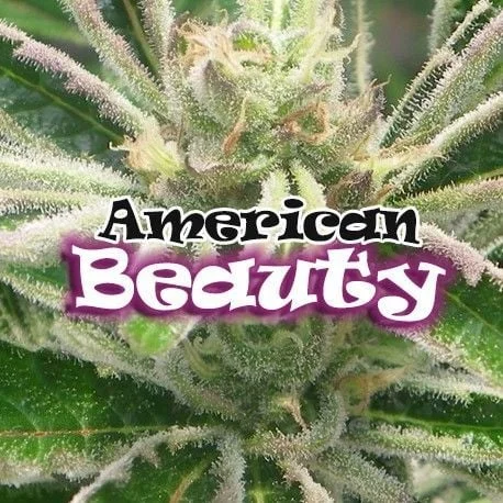 American Beauty van Dr. Underground