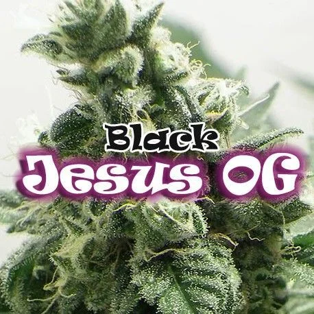 Black Jesus OG van Dr. Underground