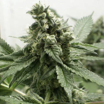 Black Jesus OG van Dr. Underground
