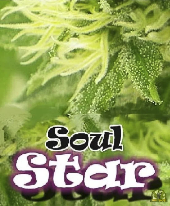 Soul Star van Dr. Underground