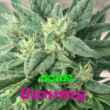 Sour Gummy van Dr. Underground