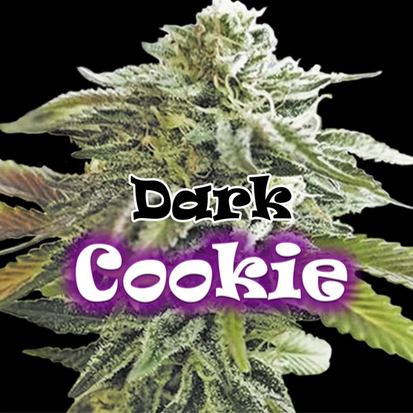 Dark Cookie van Dr. Underground