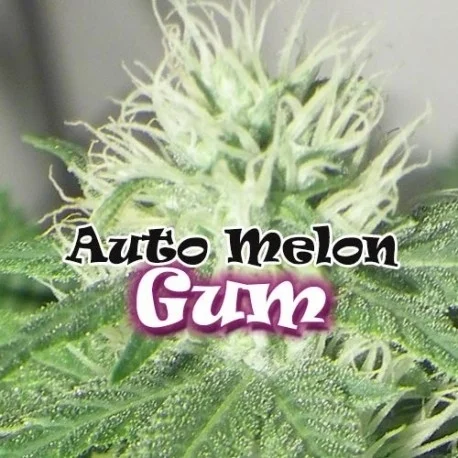 Melon Gum van Dr. Underground