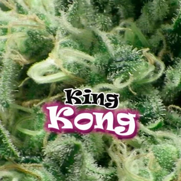King Kong van Dr. Underground