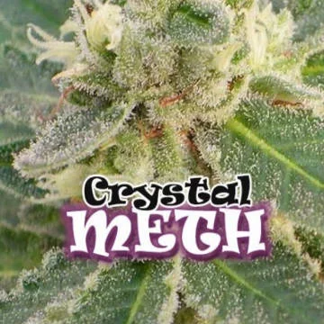 Crystal M.E.T.H. van Dr. Underground