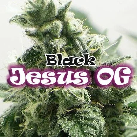 Black Jesus OG van Dr. Underground