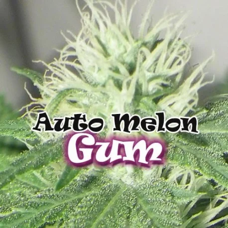 Melon Gum van Dr. Underground
