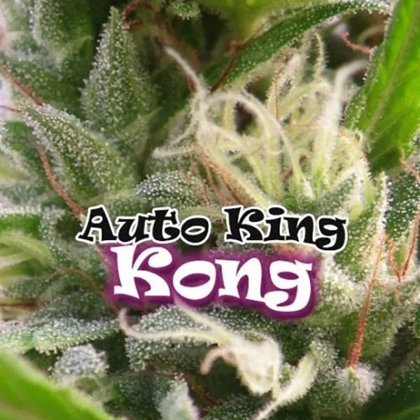 King Kong van Dr. Underground