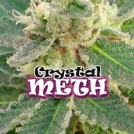 Crystal M.E.T.H. van Dr. Underground