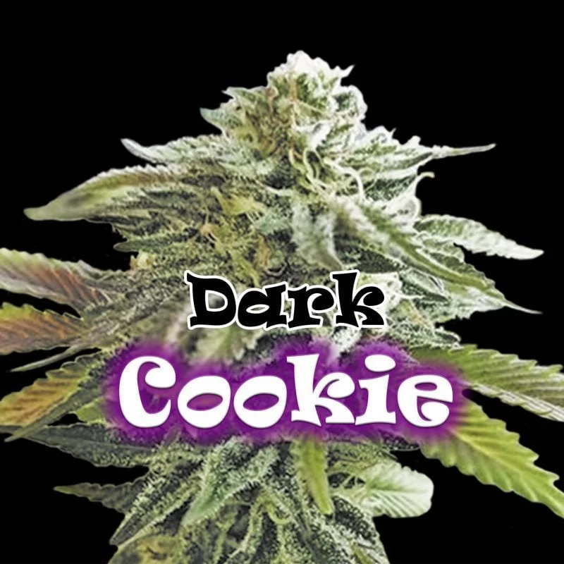Dark Cookie van Dr. Underground