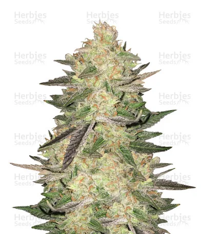 Melon Gum van Dr. Underground