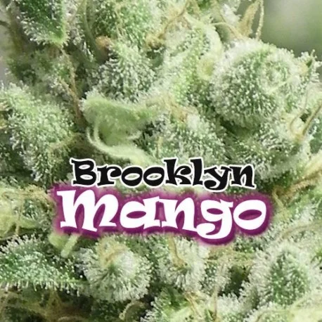 Brooklyn Mango van Dr. Underground
