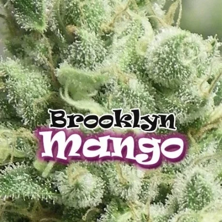 Brooklyn Mango van Dr. Underground