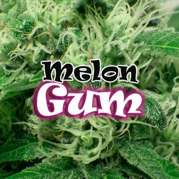Melon Gum van Dr. Underground