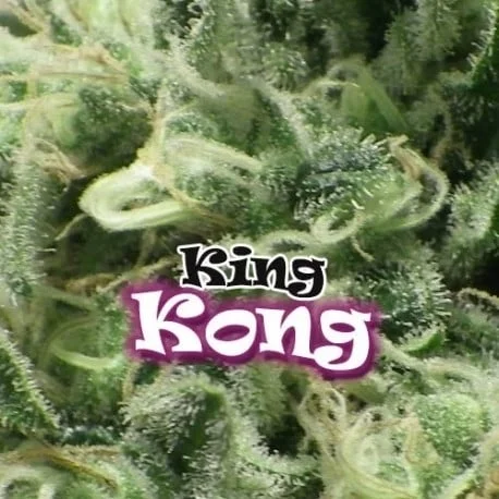 King Kong van Dr. Underground