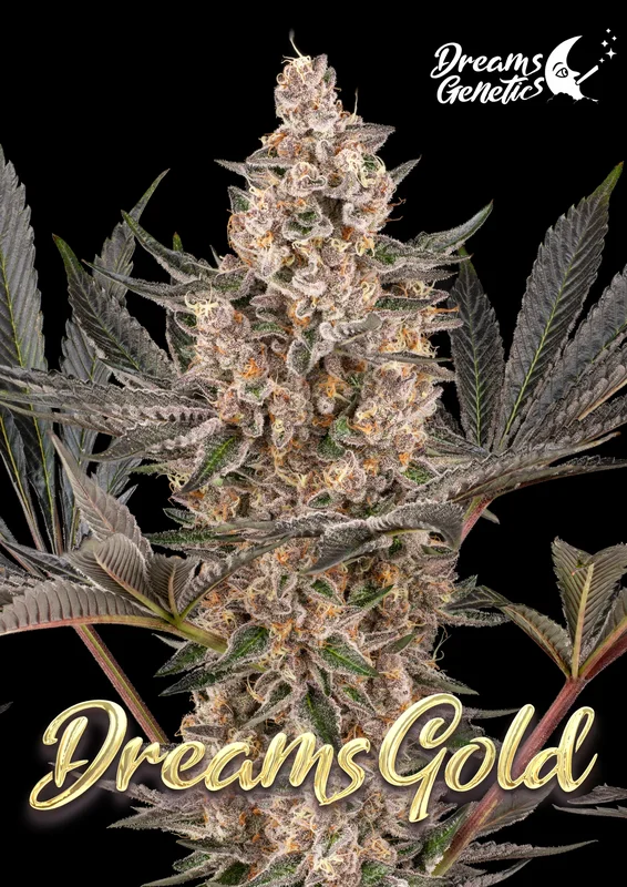 Dreams Gold van Dreams Genetics
