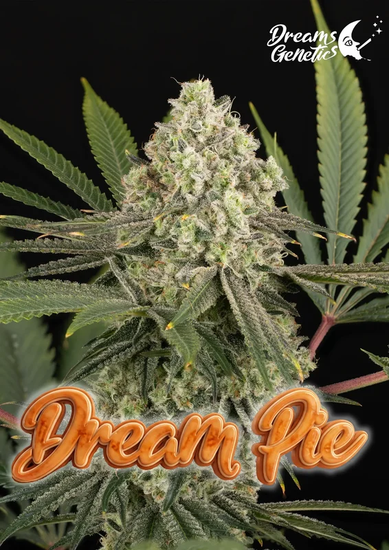 Dream Pie van Dreams Genetics