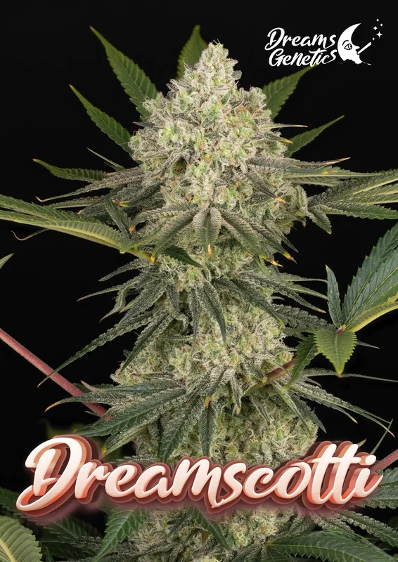 Dreamscotti van Dreams Genetics