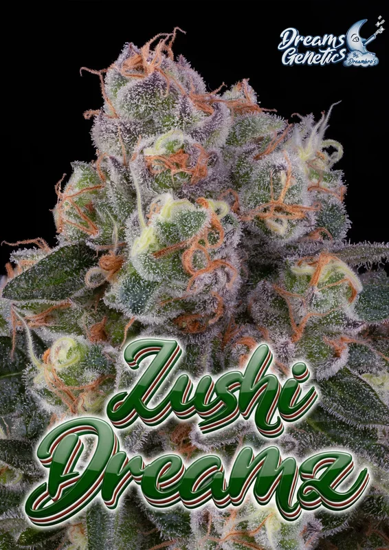 Zushi DreamZ van Dreams Genetics
